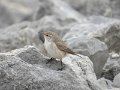 Rock Wren by KM
